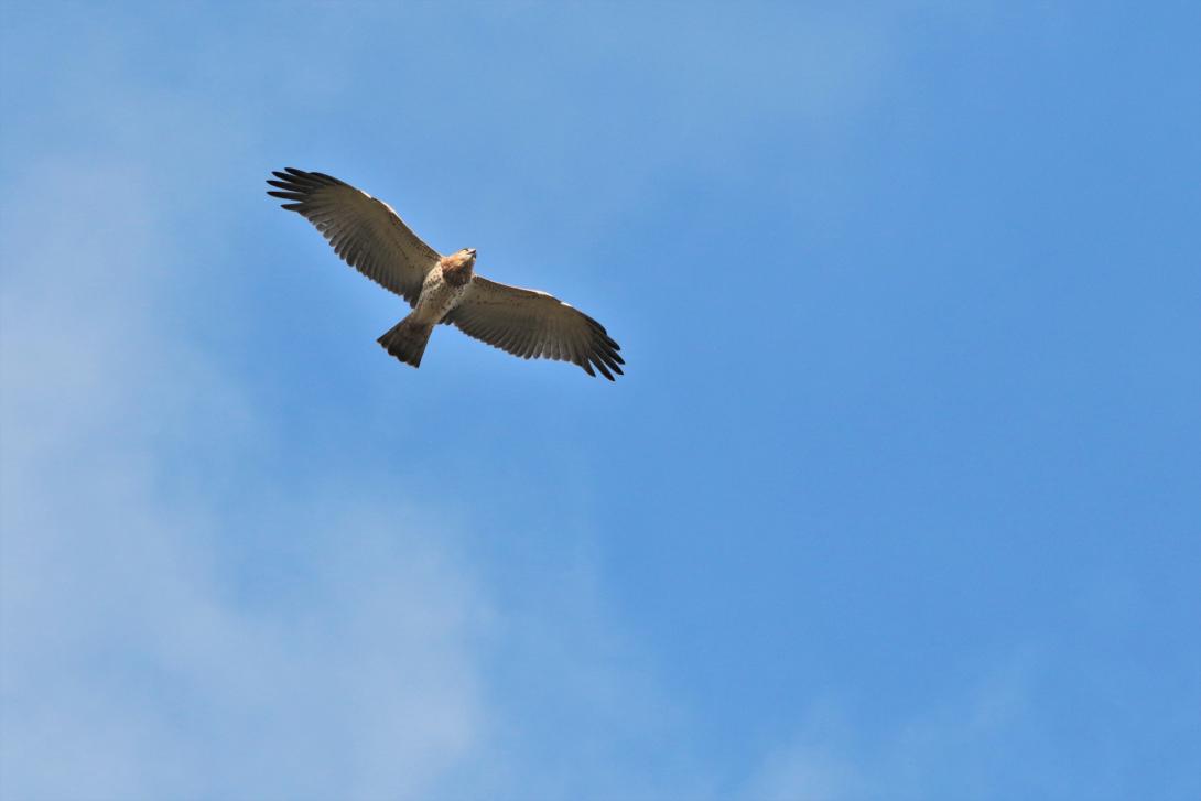 Circaète Jean-le-Blanc - Crédit photo : N.Combet